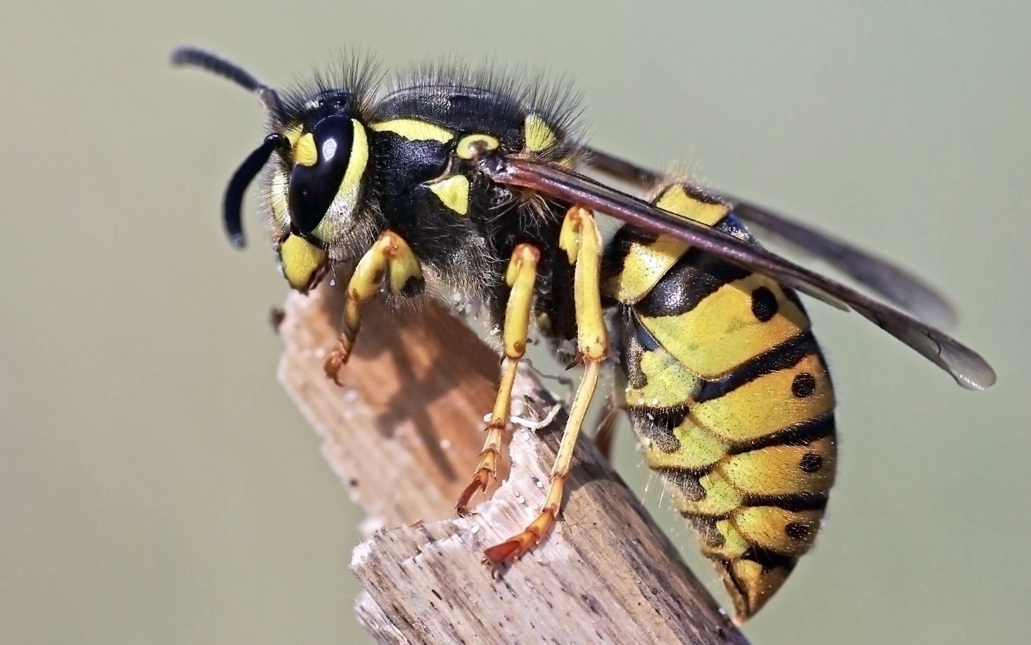 Tipps für Umgang mit Wespen und Hornissen