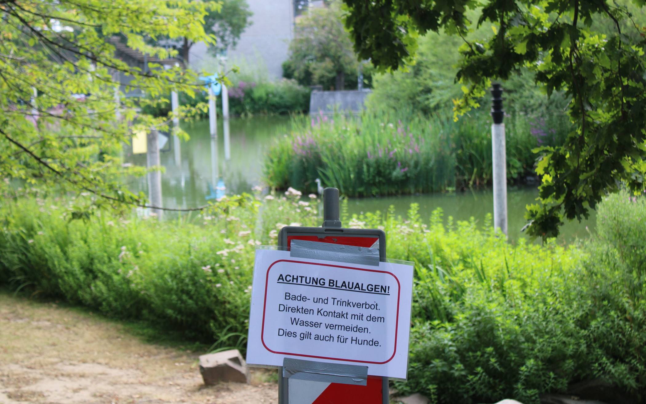  „Achtung Blaualgen!“ Rund um den Stadtparksee hat die Stadtverwaltung Hinweisschilder aufgestellt. Wie die Algenplage beseitigt werden kann, wird zurzeit untersucht. 