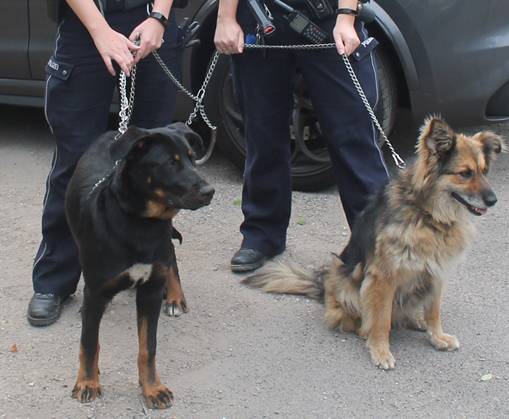 Hunde bei Hitze am Auto angebunden: Polizeieinsatz