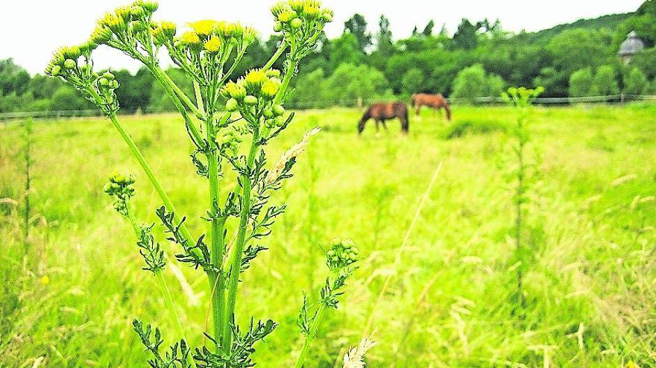Josef Karis bläst zum Kampf gegen die Giftpflanze Jakobskreuzkraut Landwirtschaftskammer warnt ebenfalls+++Karis: „Stadt muss handeln“