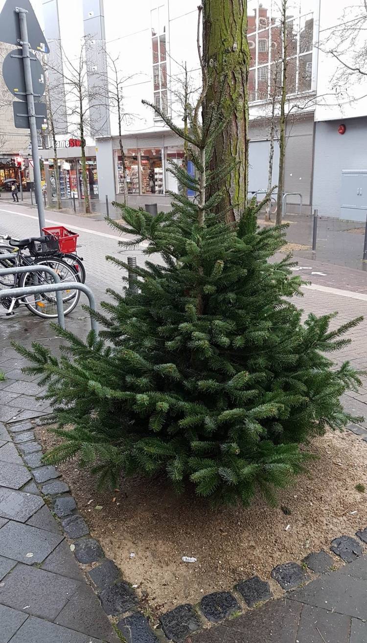 Weihnachtsbaum-Diebstahl in der City: So wollen Händler vorbeugen Huthaus verschenkt geschm
