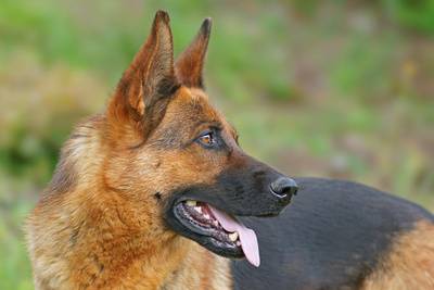 Randalierer ließen sich nicht beruhigen - Polizeihund biss zu