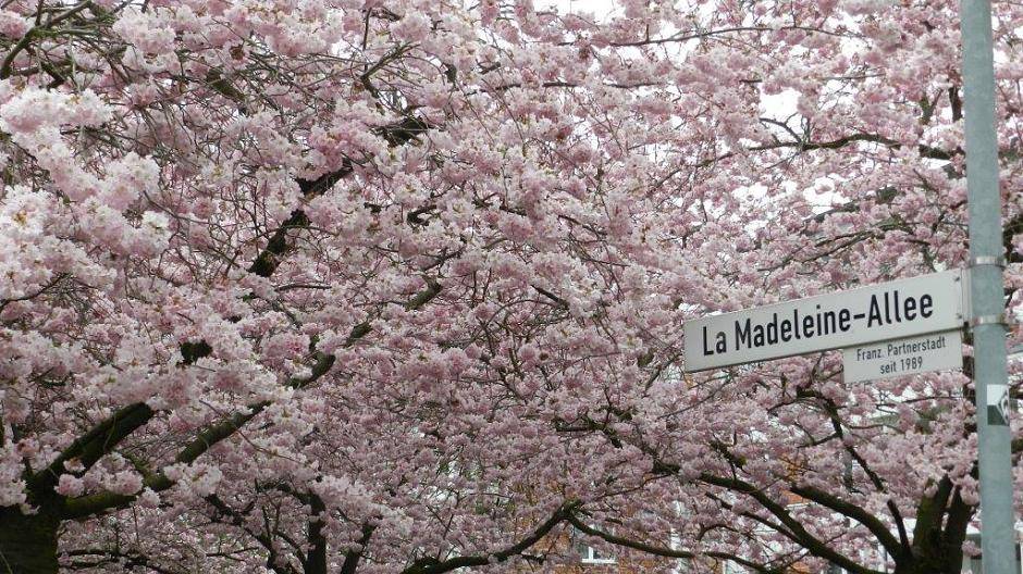 La-Madeleine-Allee in voller Kirschblüte