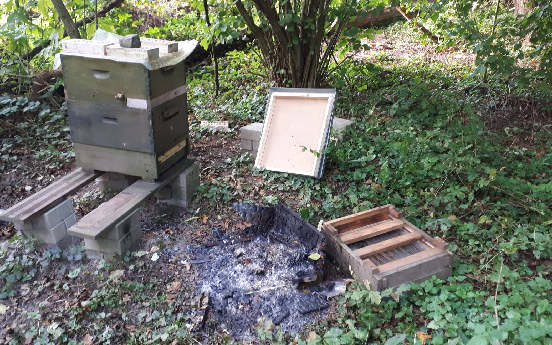  Einer der beiden hölzernen Bienenstöcke in Reuschenberg wurde in Brand gesetzt. PETA setzt jetzt eine Belohnung aus für Hinweise, die zur Ergreifung der tatverantwortlichen Personen führen.  