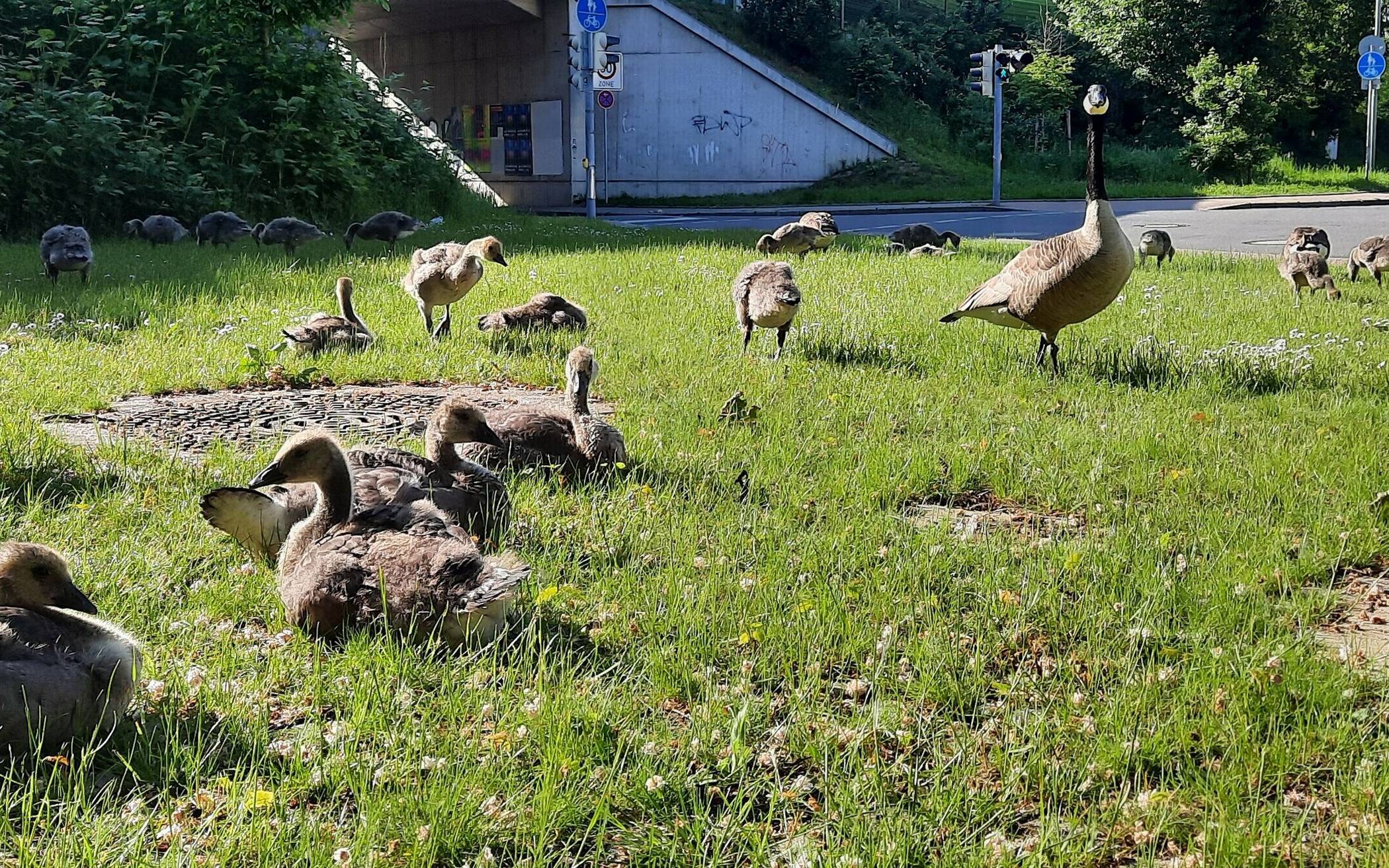  Im und um den Stadtgarten wächst die Gänsepopulation. Jetzt wurde im Rat einem Abschuss zugestimmt. 