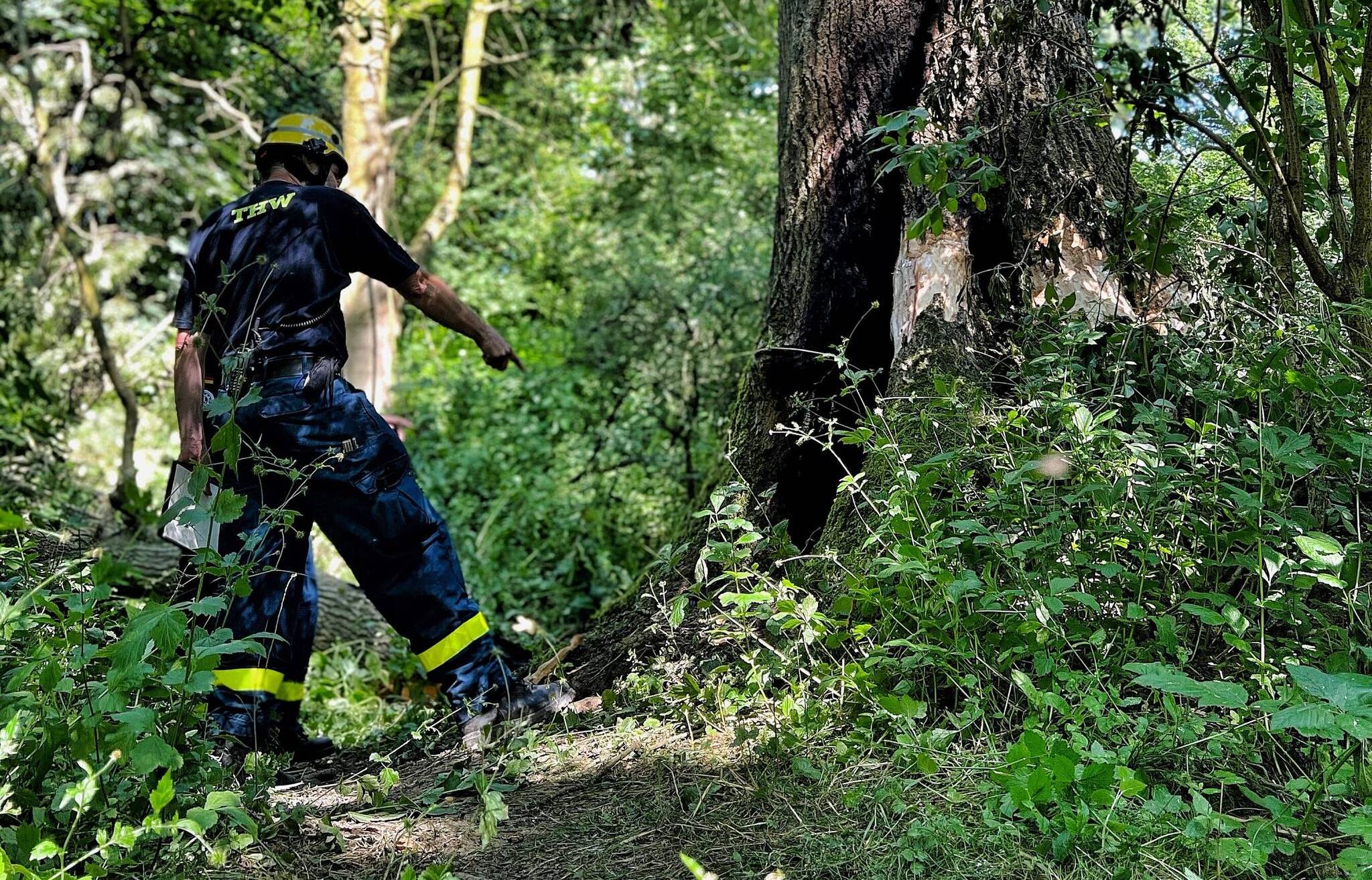 Dieser Baum im Park zwischen Schloss