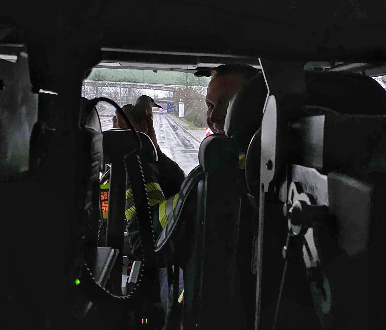 Die Möwe fuhr im Feuerwehr-Auto mit.&#x21e5;Foto: