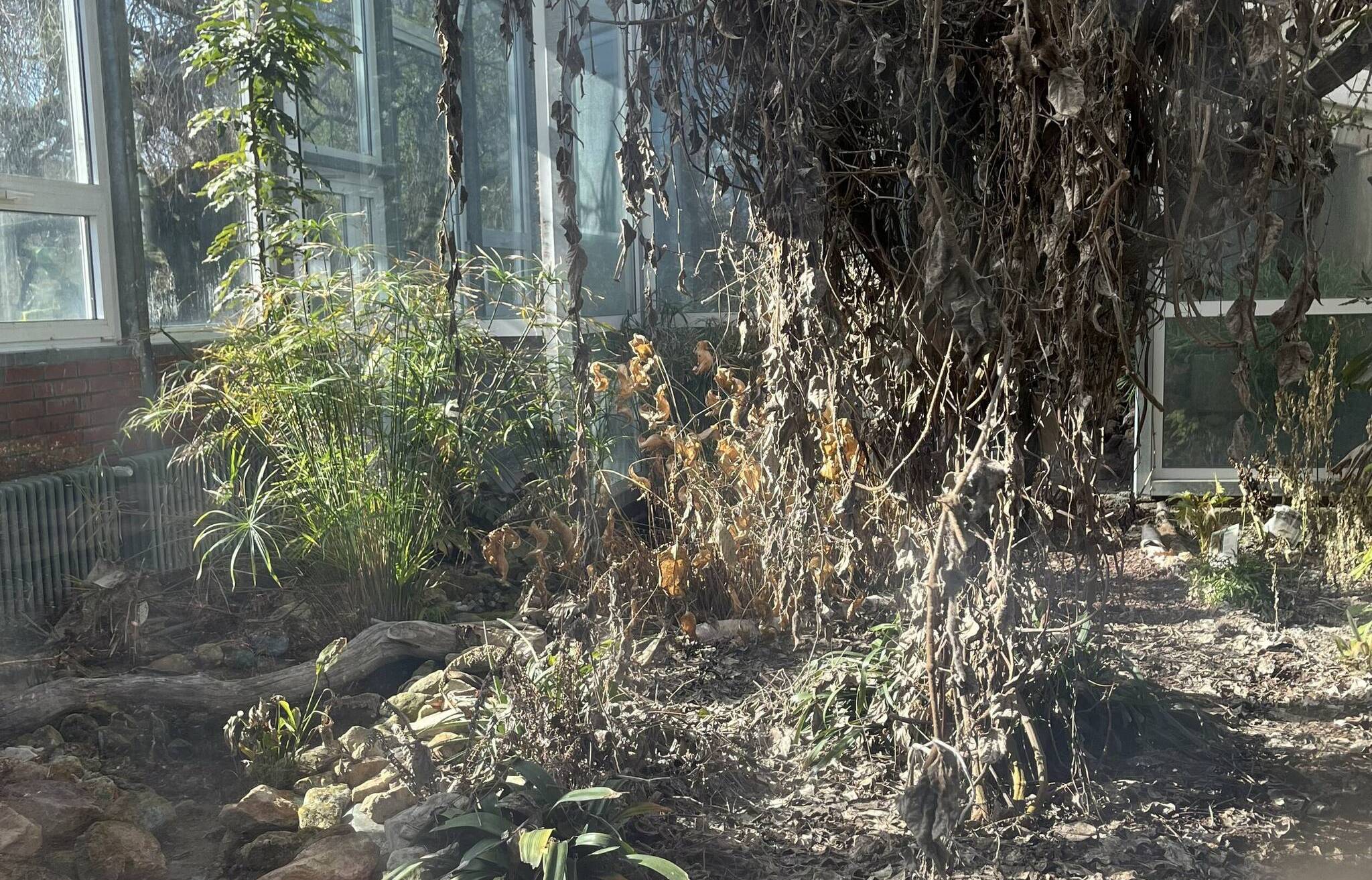   Ein trauriger Anblick: Die meisten Pflanzen im Gewächshaus des Botanischen Gartens sind vertrocknet. 