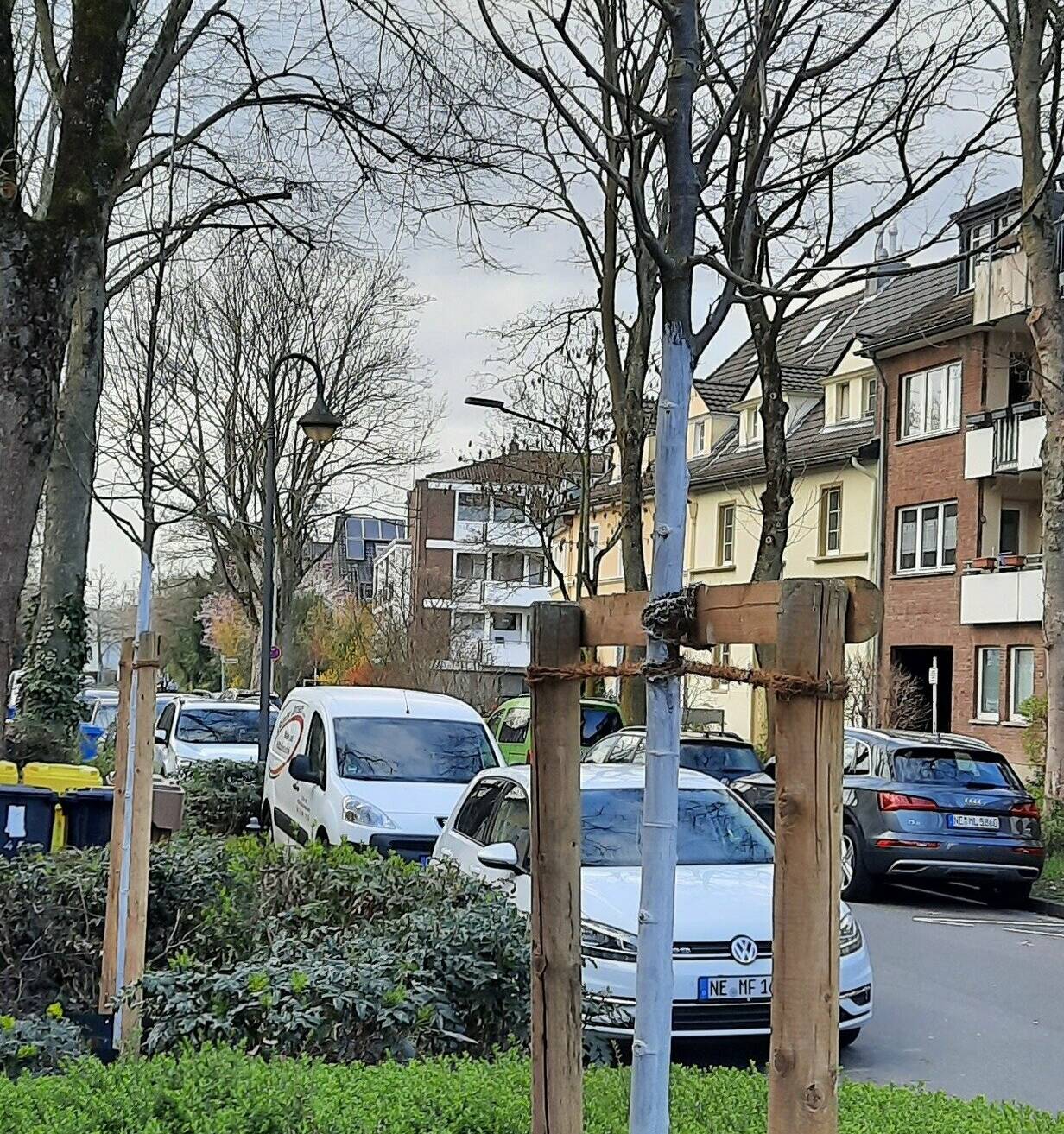 Die Stadt hat auch zahlreiche Straßenbäume neu gepflanzt, wie zum Beispiel an der Peter-Loer-Straße.