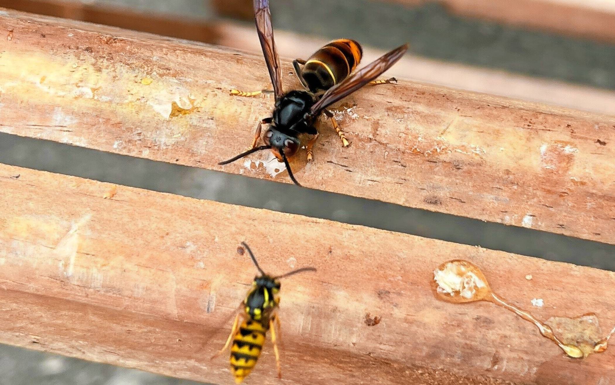 Eine Asiatische Hornisse (oben) im Größenvergleich zu einer Wespe.   