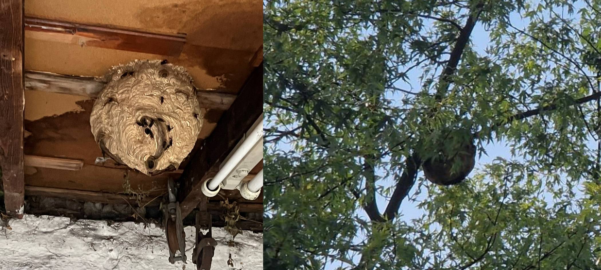 Links ist ein Primärnest, rechts ein Sekundärnest der Asiatischen Hornisse zu sehen.