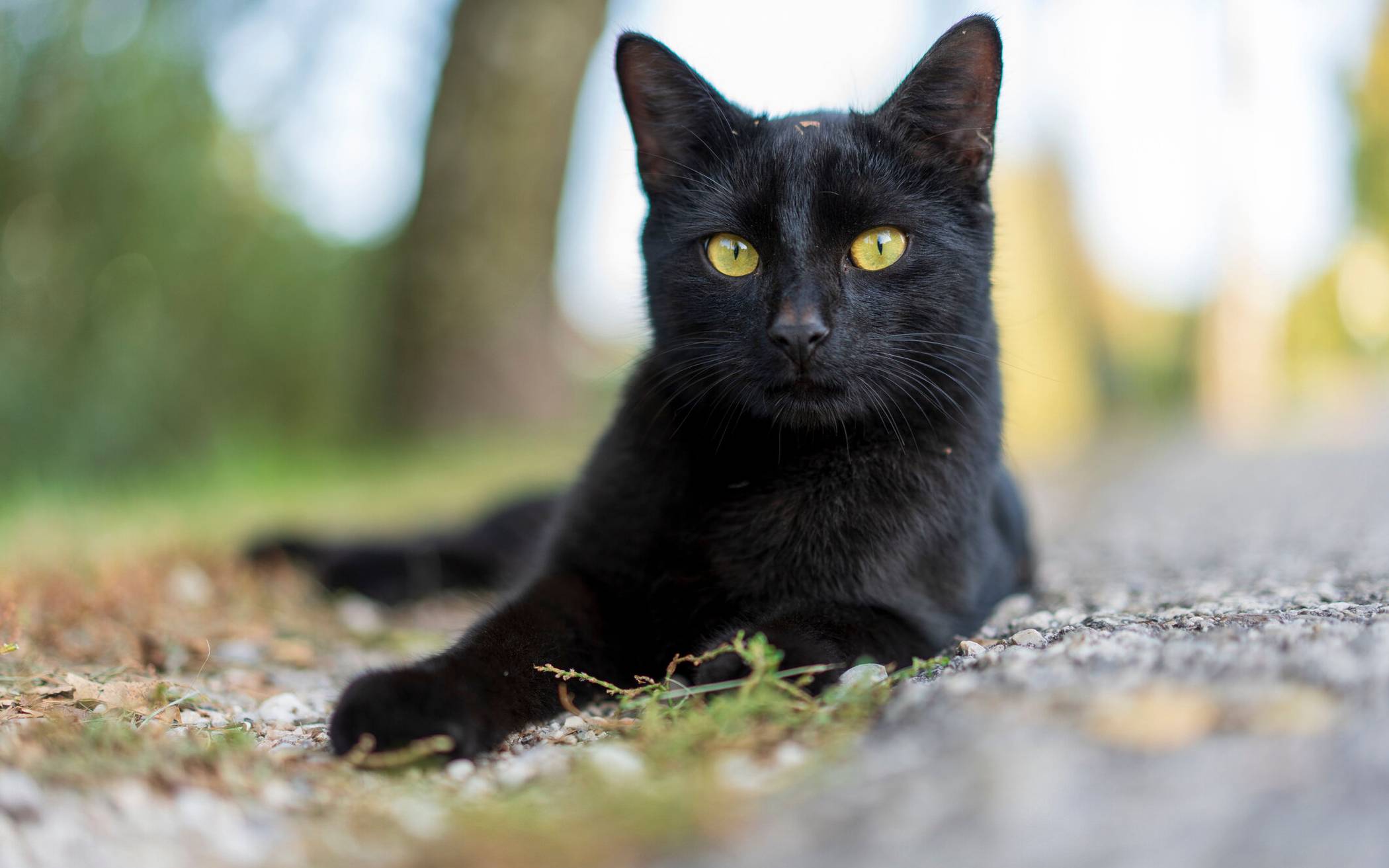 Das Kreis-Veterinäramt hat in der vergangenen