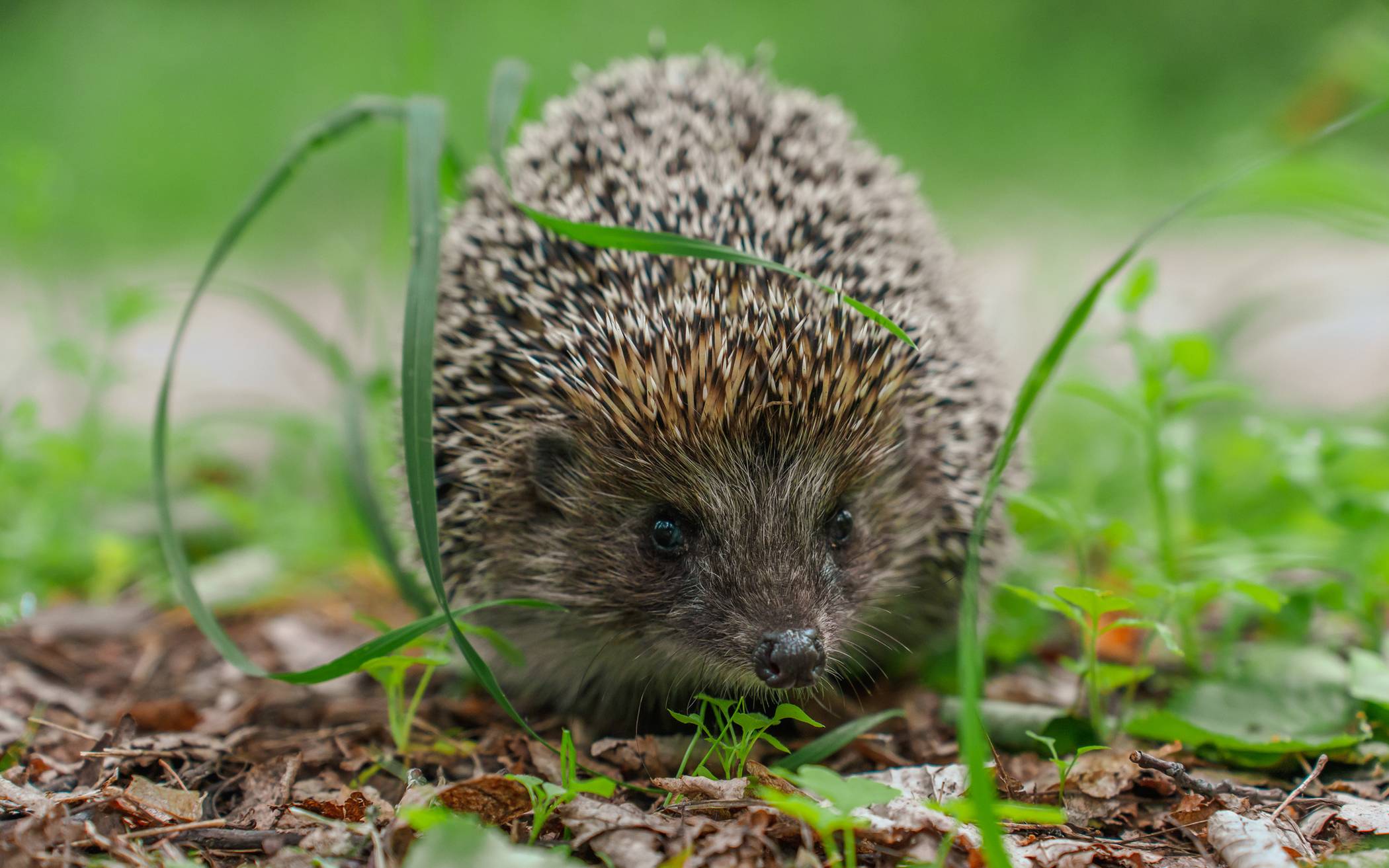 Igel sollen besser geschützt werden.