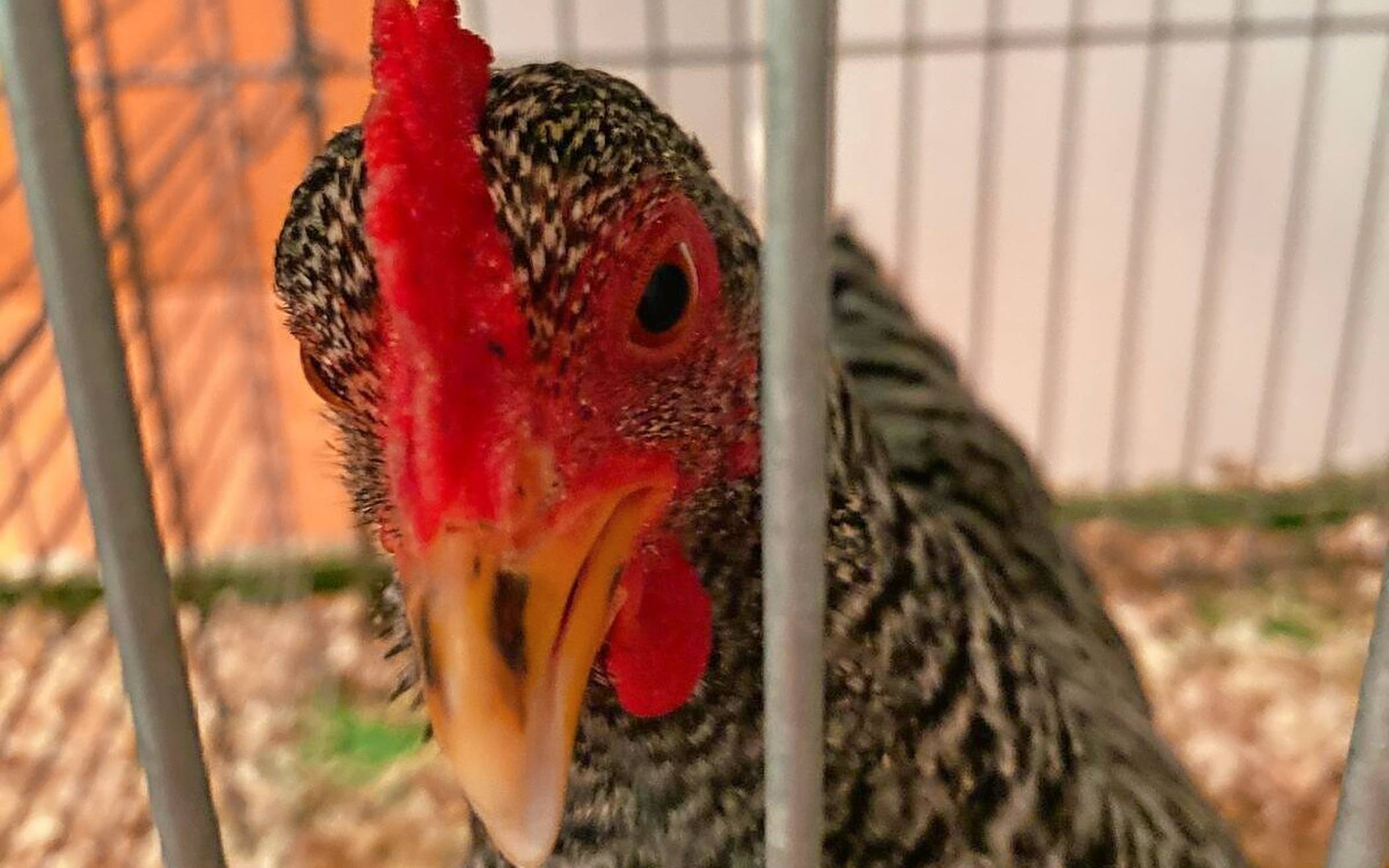  Der RGZV Glehn 1914 feiert sein 111-jähriges Bestehen. 