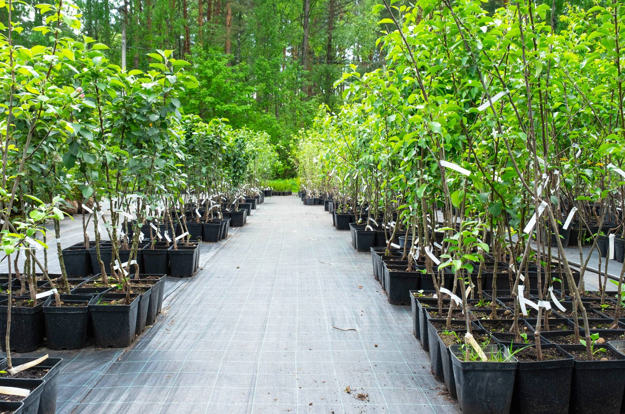  Jeder neu gepflanzte Baum bindet klimaschädliches Kohlendioxid, erhöht die Lebensqualität und bieten vielen Tierarten einen Lebensraum: Der Kreis verschenkt 1000 Klimabäume“.  