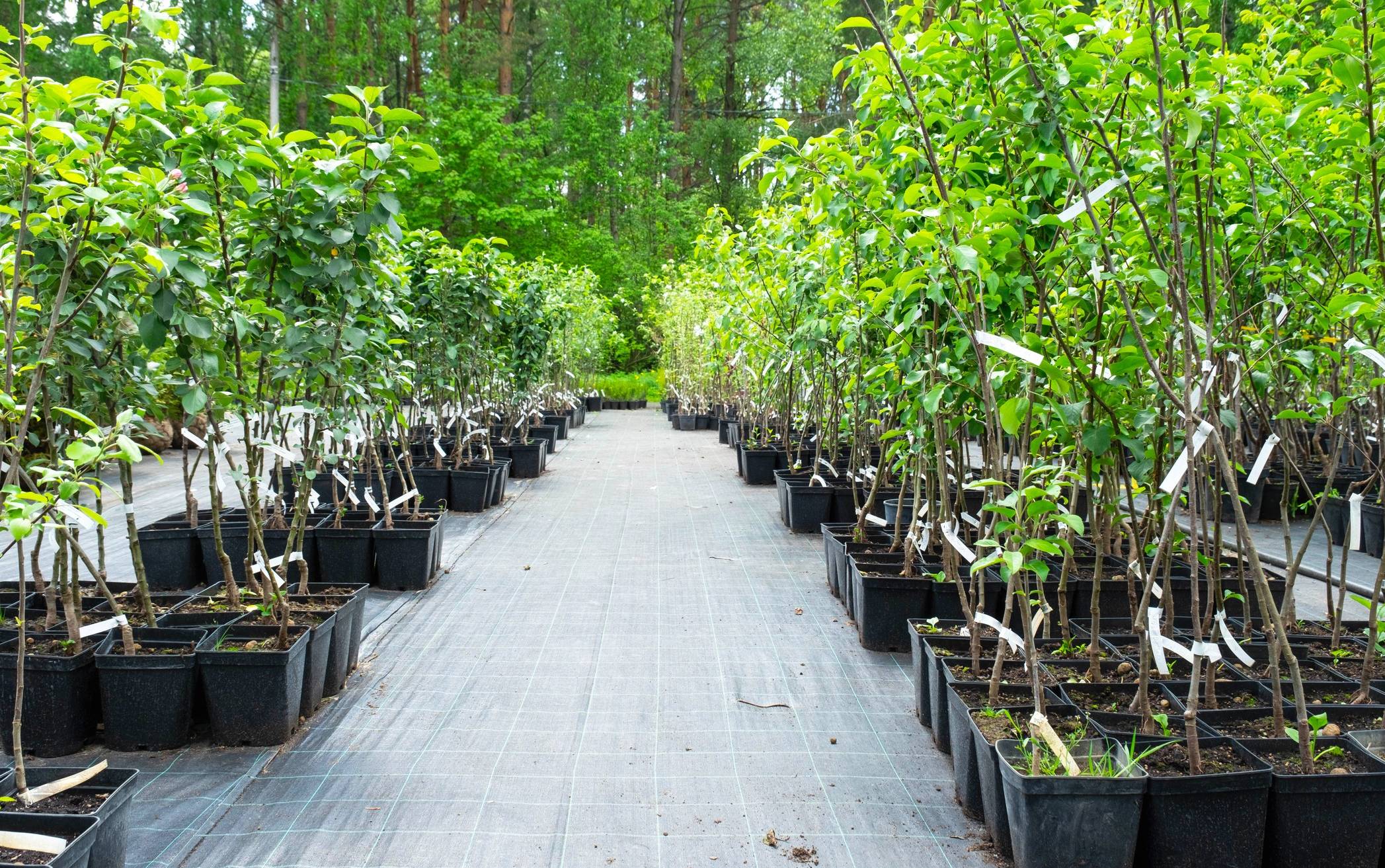 Jeder neu gepflanzte Baum bindet klimaschädliches