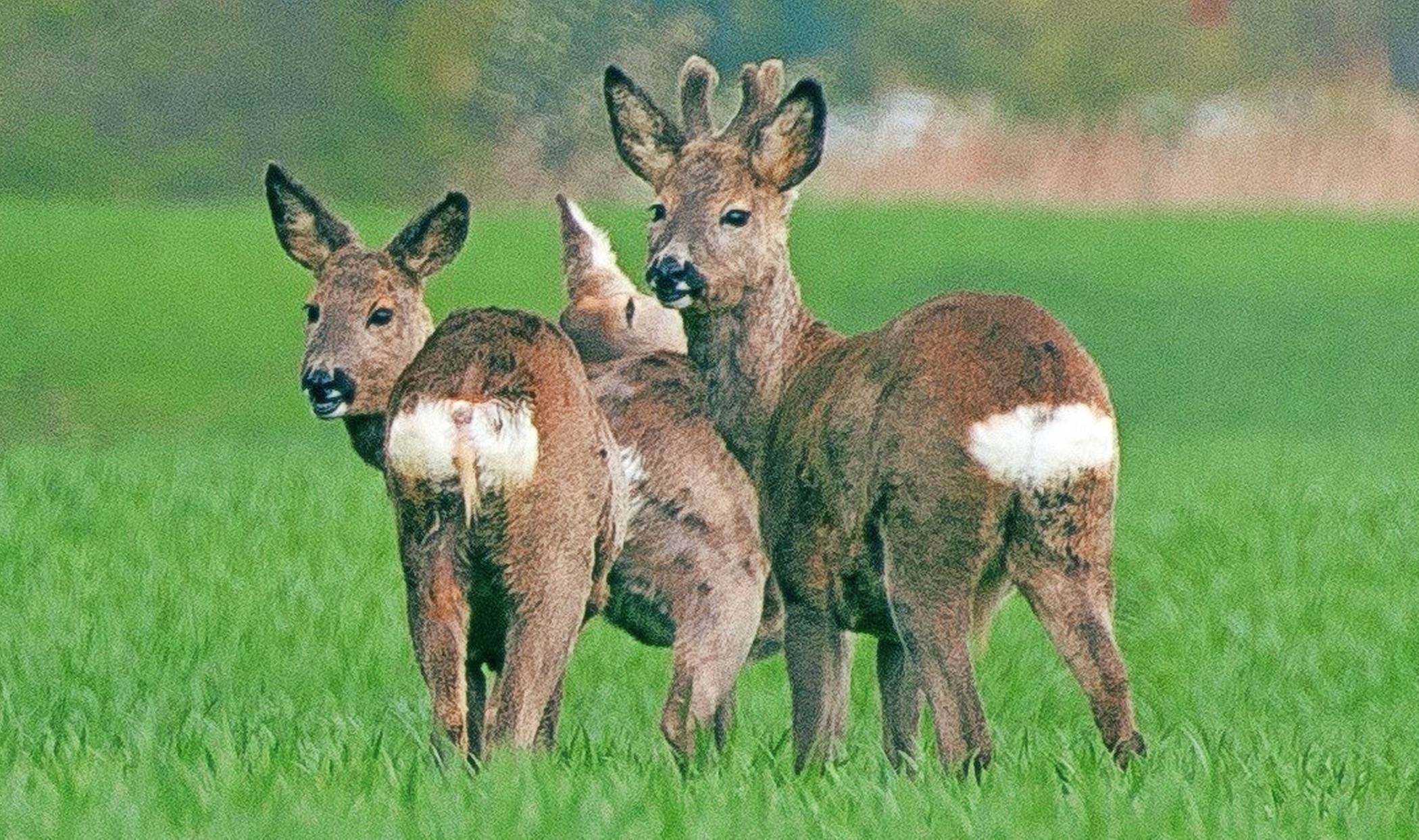 Zu Beginn der dunklen Jahreszeit ist