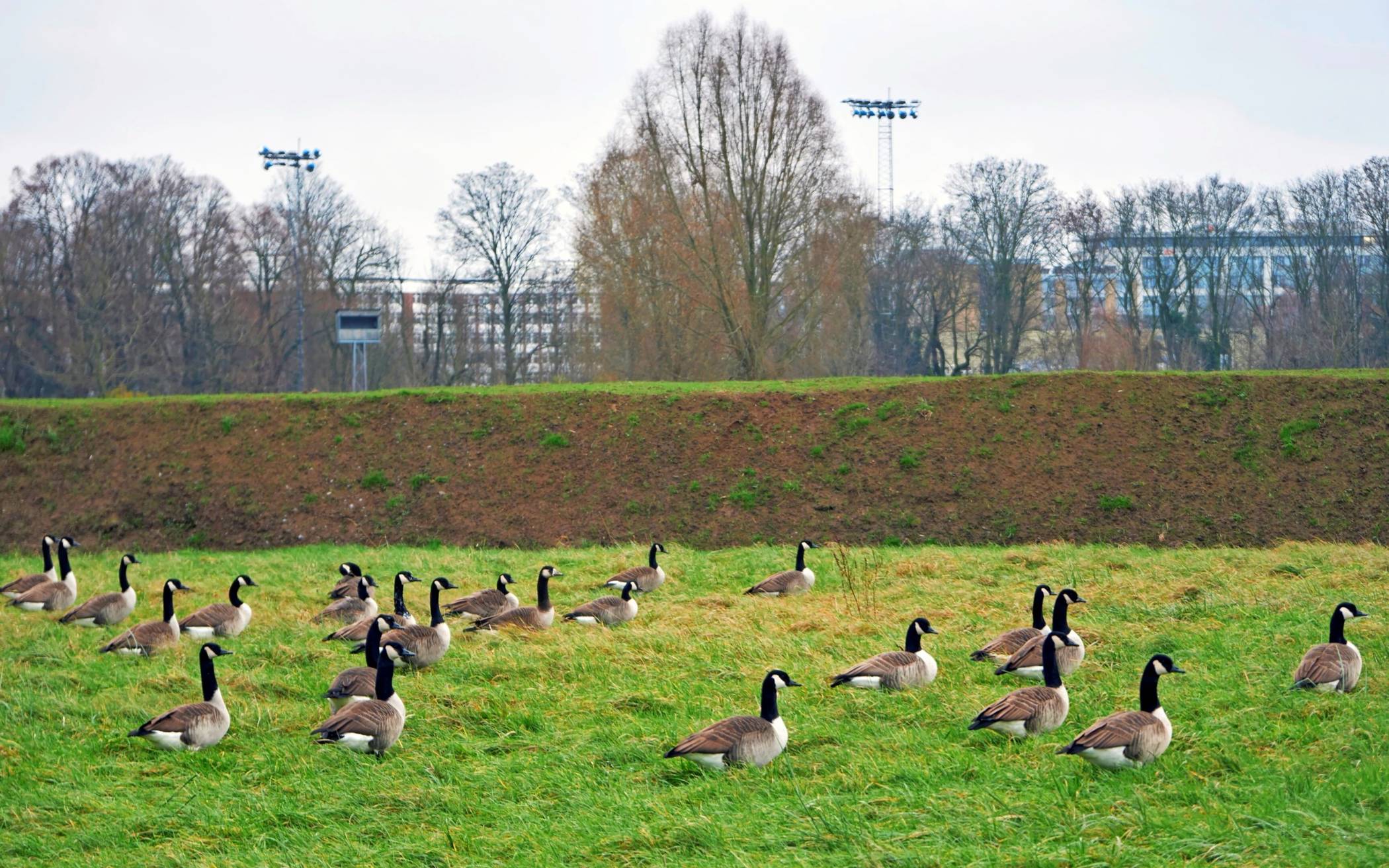 Die Anzahl der Kanadagänse auf dem