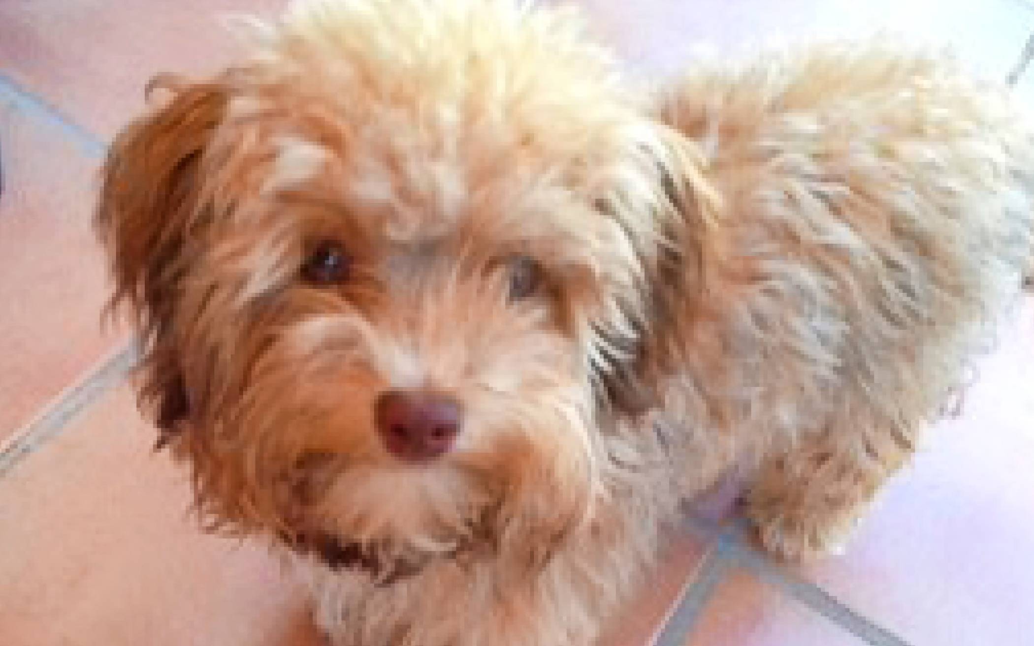 Die zehnjährige Bolonka-Hündin Lisa verstarb im