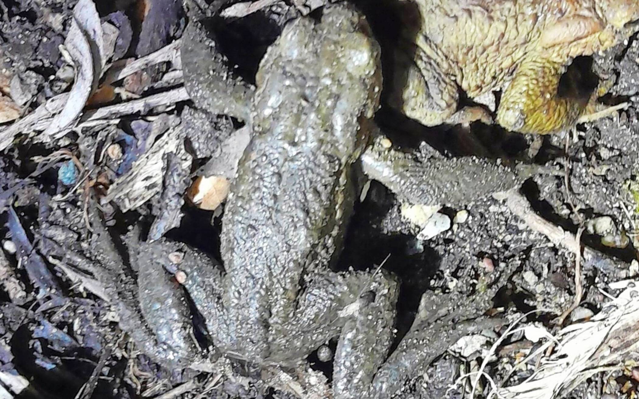 Achtung! In Kaarst sind wieder die Amphibien unterwegs 