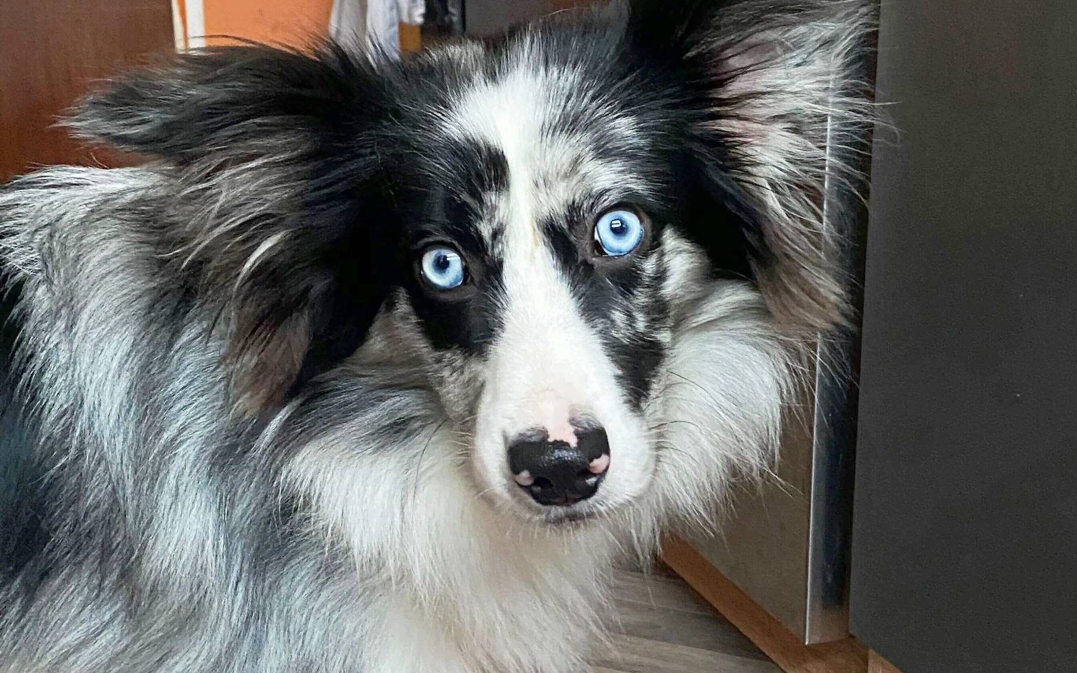 Ein Happy End für Hund Sky