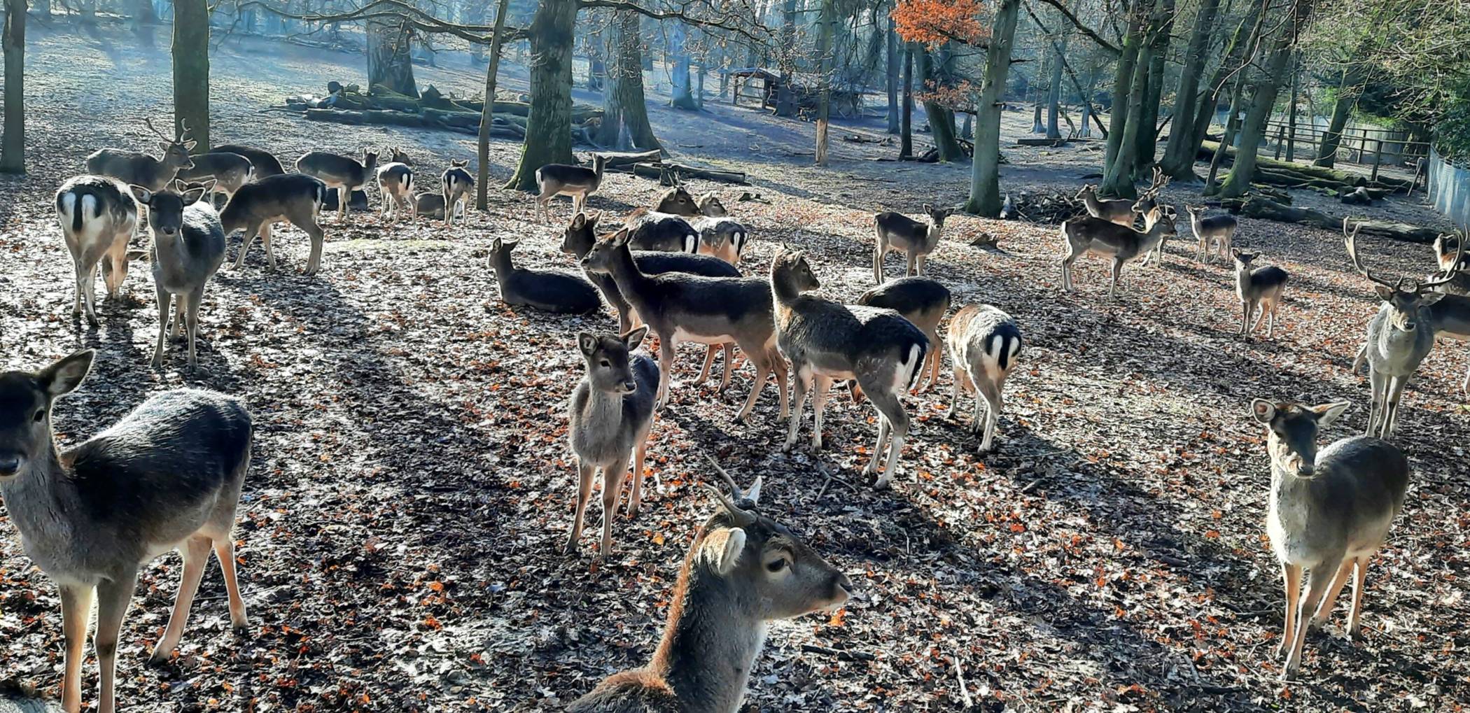 Eine Idylle aus vergangenen Zeiten: Der Abtransport des Damwilds vom Selikumer Park in die Eifel hat in dieser Woche begonnen. 