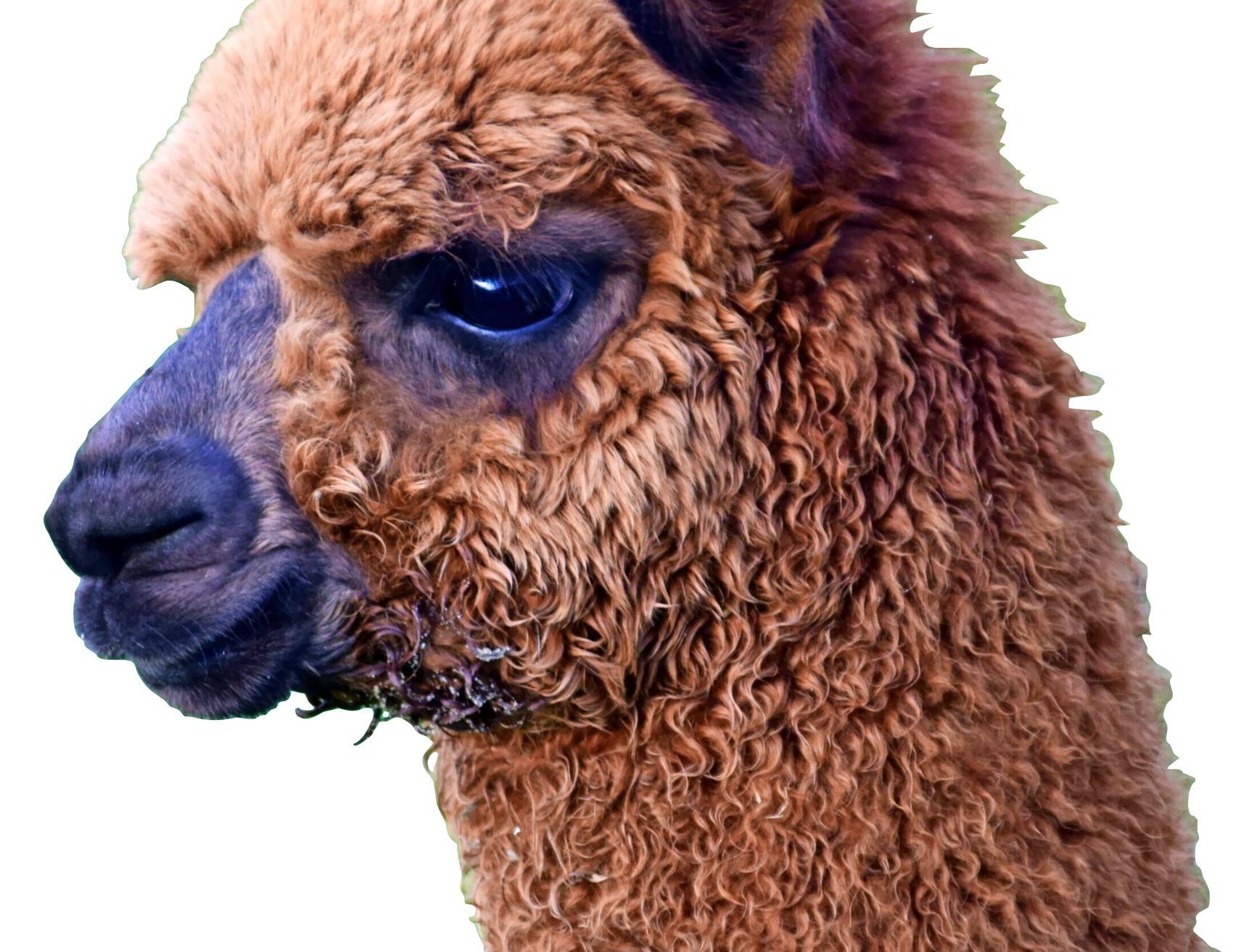 Alpakas statt Damwild? Oder doch lieber Ziegen?