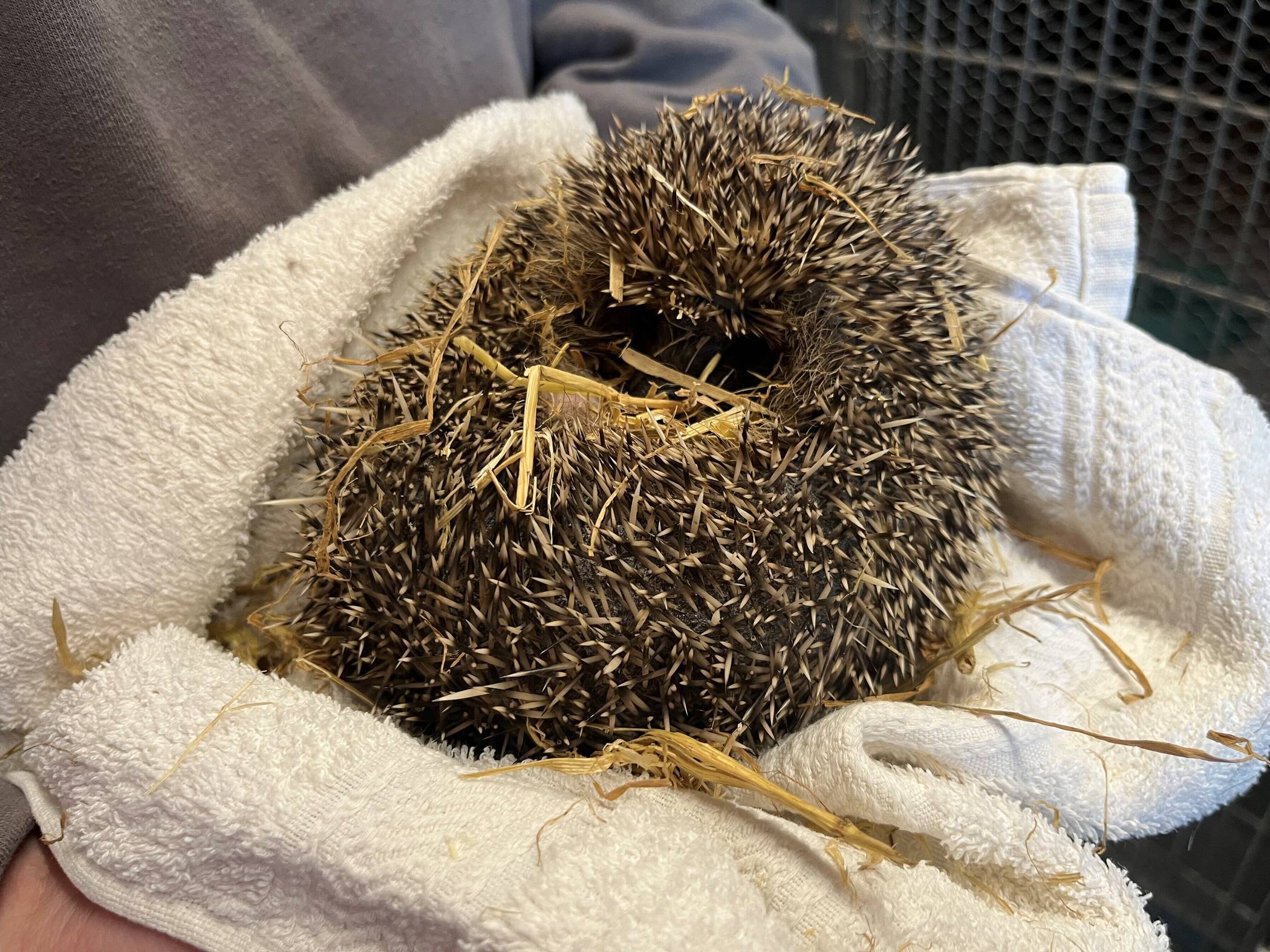  Die letzten Igel werden bald ausgewildert, dann gibt es keine Wildtiere mehr im Tierheim Bettikum. 