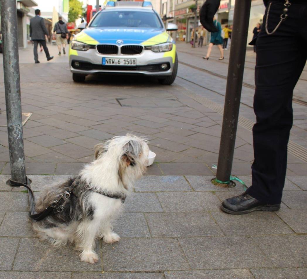 Herrenloser Hund in Neusser City aufgetaucht