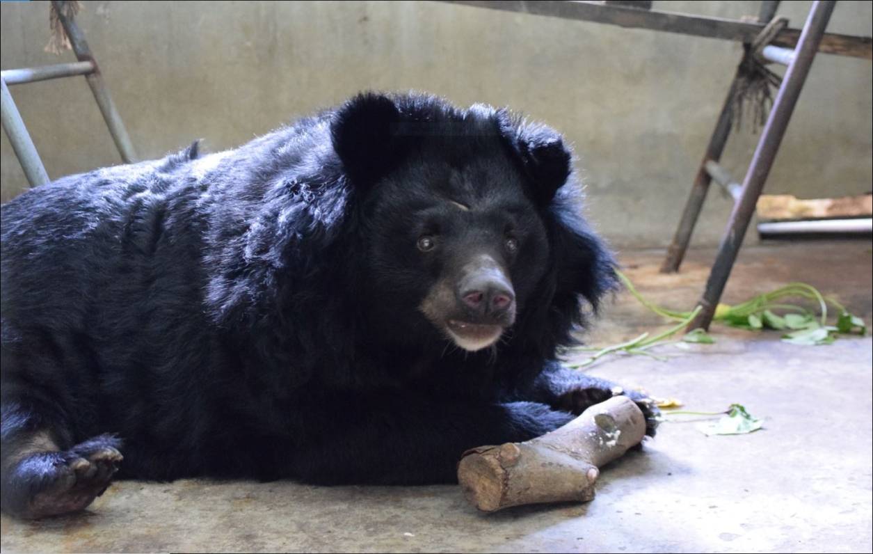 Charity Abend: Spenden für Bären in Gefangenschaft sammeln
