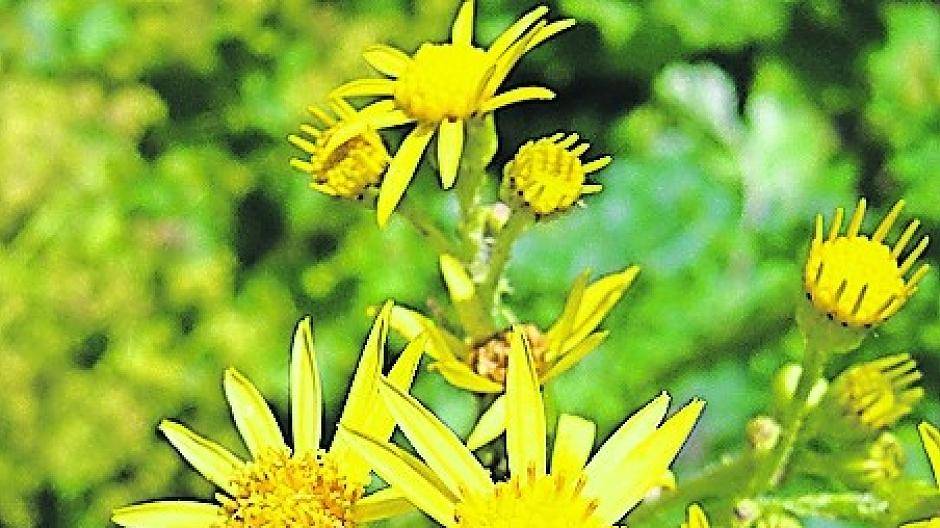  Josef Karis, Vorsitzender des Bau- und Umweltausschusses, bläst zum Kampf gegen das Jakobskreuzkraut. 