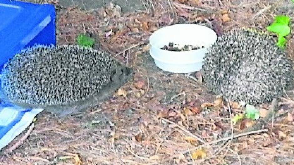  Igel freuen sich über eine Schale Wasser und etwas Katzenfutter. 