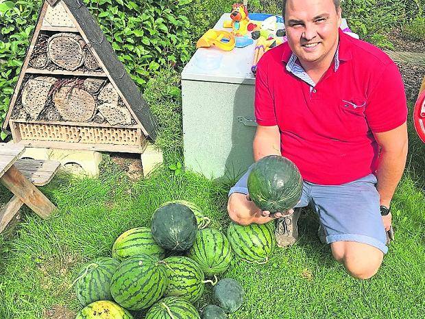 Nach heißem Rekordsommer: Neusser Hobbygärtner erntet 19 Wassermelonen