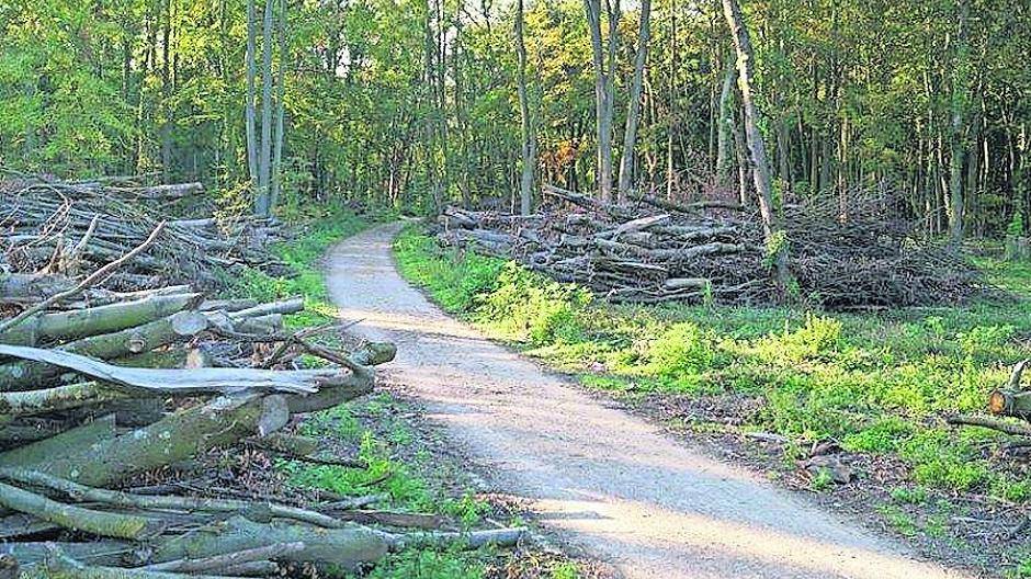 Kahlschlag in Neuss: Seit 2016 wurden 2.847 Baume gefällt – nur 848 gepflanzt