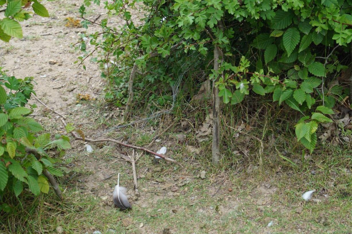  Die Gänse haben sich über den niedergetrampelten Zaun auch wieder Zutritt zum Spielplatz verschafft, Federn und Kot hinterlassen. 