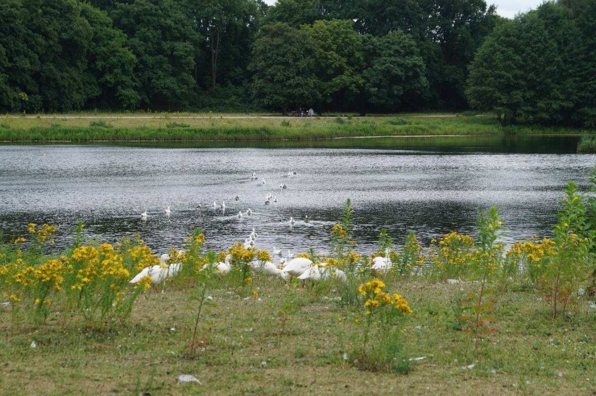 Besserung am Jröne Meerke in Sicht?