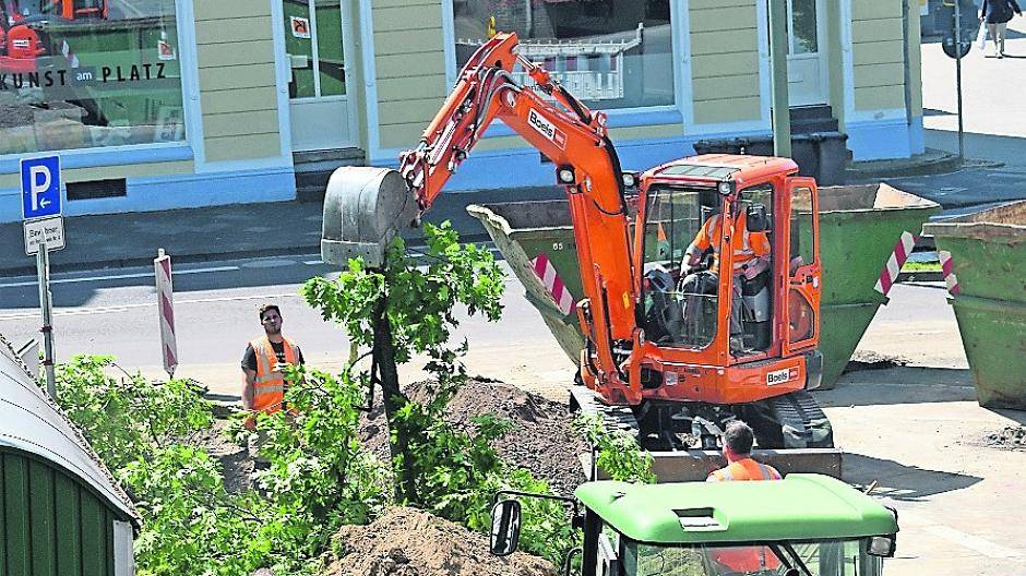 Junge Eiche musste weg — für den Umweltschutz