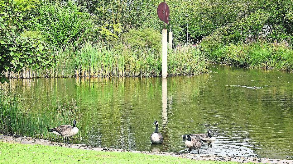 Der See ist verdreckt, die Wiesen voller Vogelkot Situation im Stadtpark kritisch+++Grüne machen Druck