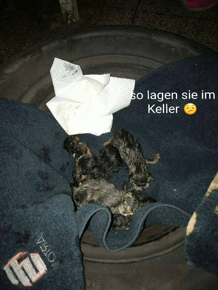 Neusser Tierschützer sind schockiert: Kinder quälen werfende Katzenmama