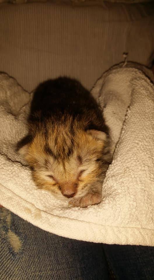 Neusser Tierschützer sind schockiert: Kinder quälen werfende Katzenmama