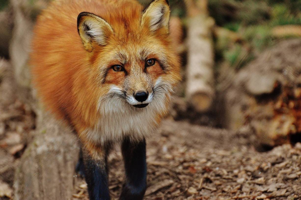 Einfach entsorgt: Toter Fuchs ohne Fell gefunden