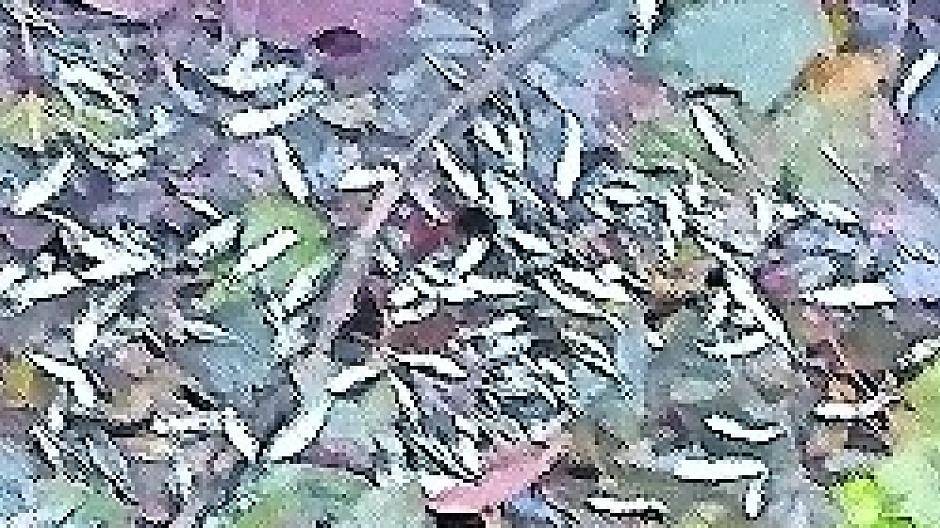 Fische verenden, Vogelarten bedroht: Norfbach schon wieder ausgetrocknet Michael Klinkicht (Die Grünen) spricht von Tierquälerei+++Erftverband tatenlos