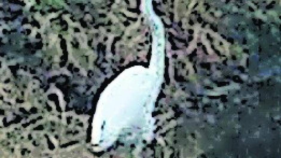 Fische verenden, Vogelarten bedroht: Norfbach schon wieder ausgetrocknet Michael Klinkicht (Die Grünen) spricht von Tierquälerei+++Erftverband tatenlos