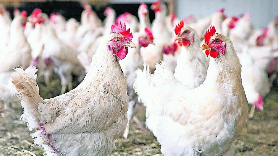 Vogelgrippe: Halter müssen ihr Geflügel im Stall lassen