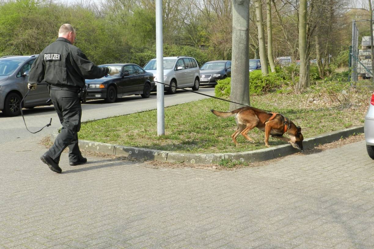 Polizeihund Hermann stellt Autoaufbrecher
