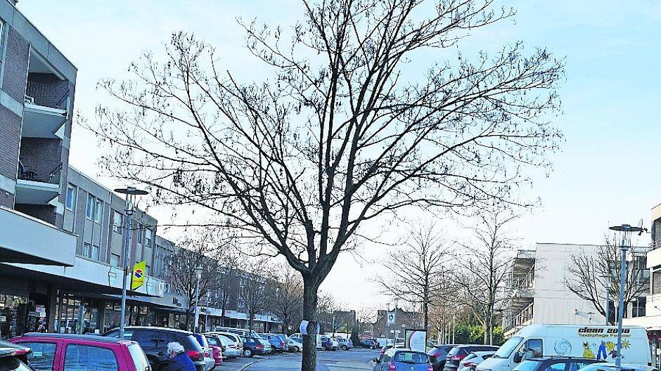 Wegen eines kranken Baumes: Tour de France Strecke in Büttgen in Gefahr