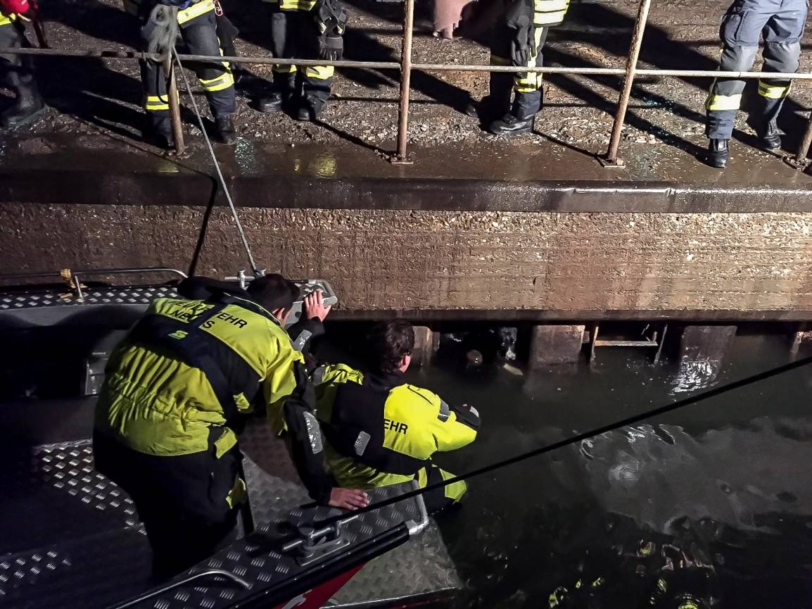Hund aus Hafenbecken gerettet