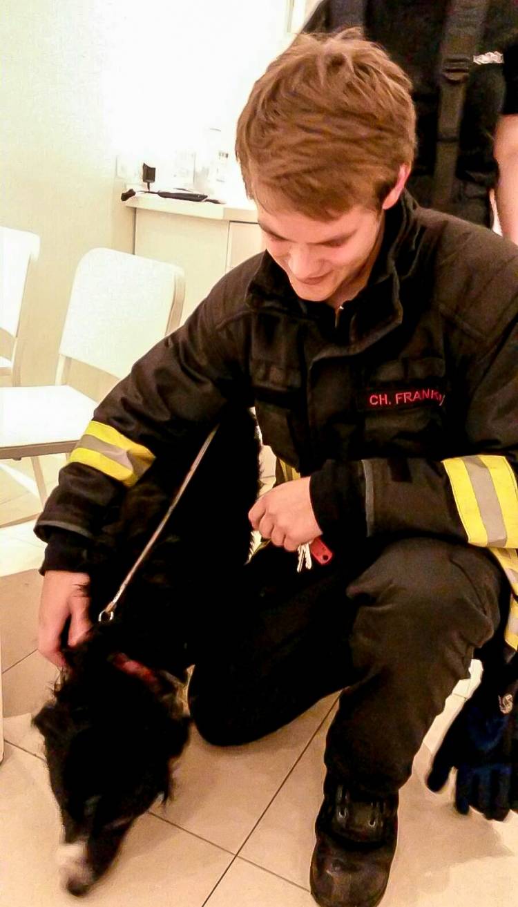 Hund aus Hafenbecken gerettet