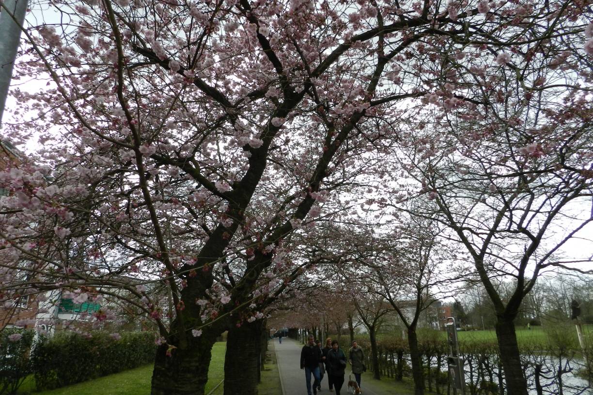 La-Madeleine-Allee verwandelt sich in ein Blütenmeer