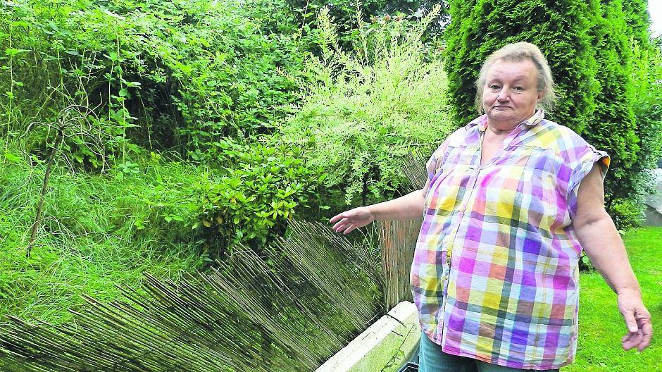  Rosemarie Degueldre weiß nicht weiter. Sträucher und Brennnesseln bahnen sich den Weg in ihren Garten. Die Stadt Kaarst hat zehn Jahre lang nicht reagiert. 